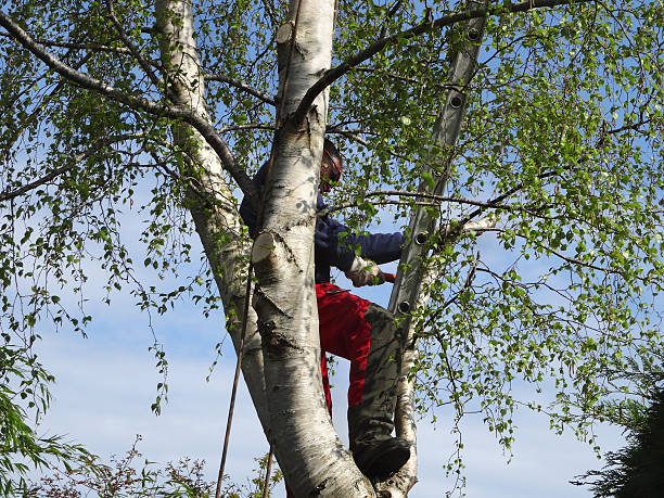 Best Utility Line Clearance  in Sonoma State University, CA